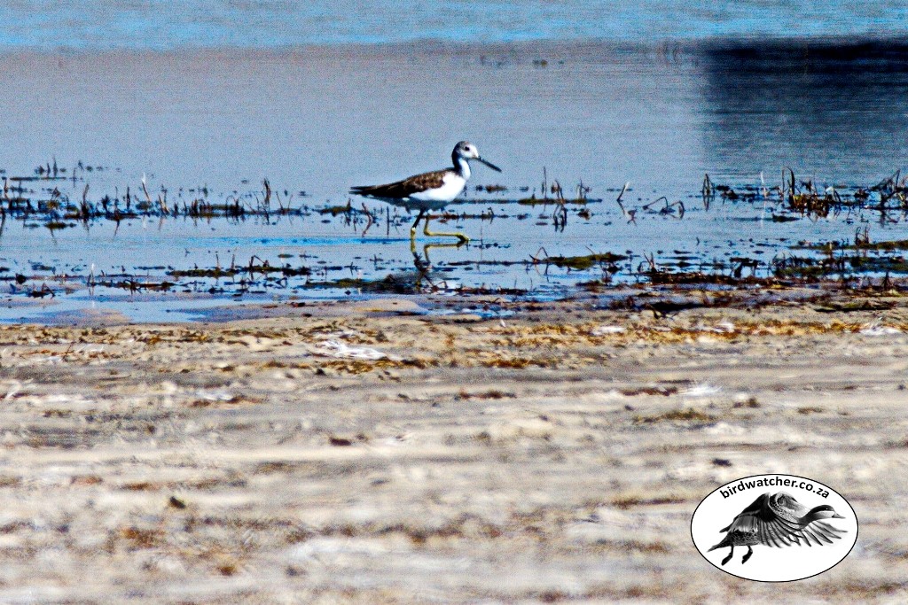 Common Greenshank, Groenpootruiter, (Tringa nebularia)