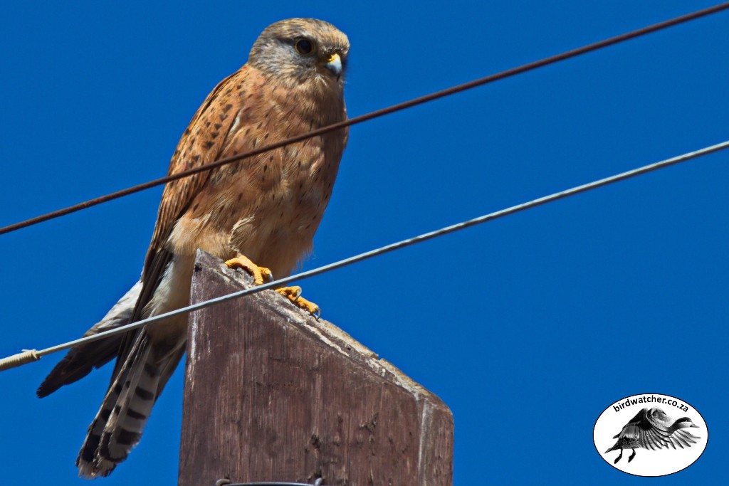 Rock Kestrel, Kransvalk, (Falco rupicolus)
