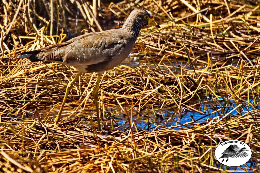 African Wattled Lapwing, Lelkiewiet, (Vanellus senegallus)