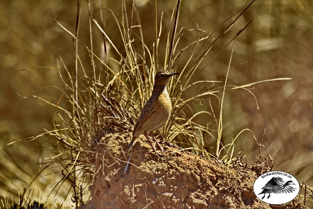 Spike-heeled Lark, Vlaktelewerik, (Chersomanes albofasciata)