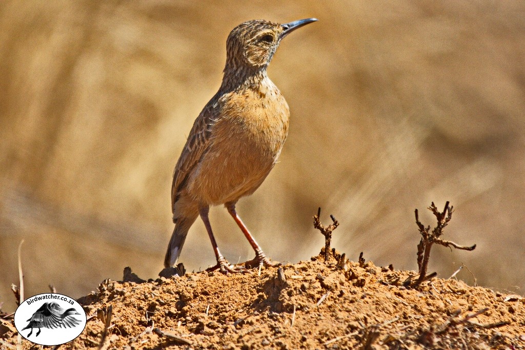 Spike-heeled Lark, Vlaktelewerik, (Chersomanes albofasciata)