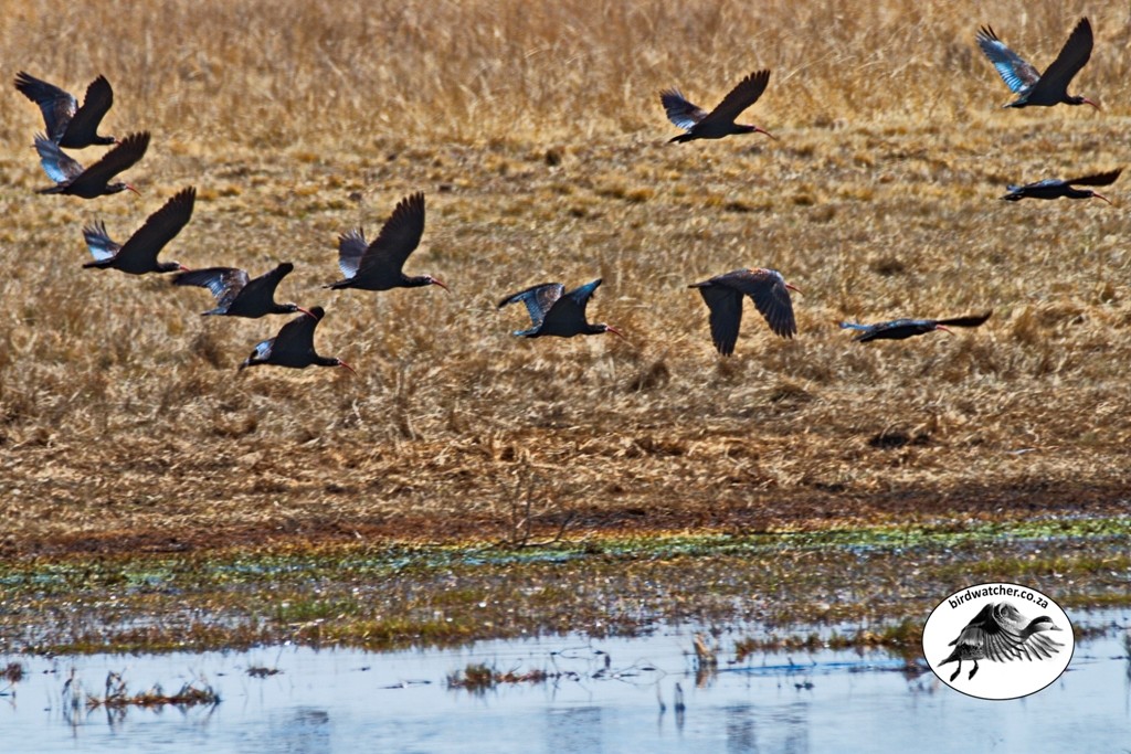 Southern Bald Ibis, Kalkoenibis, (Geronticus calvus)