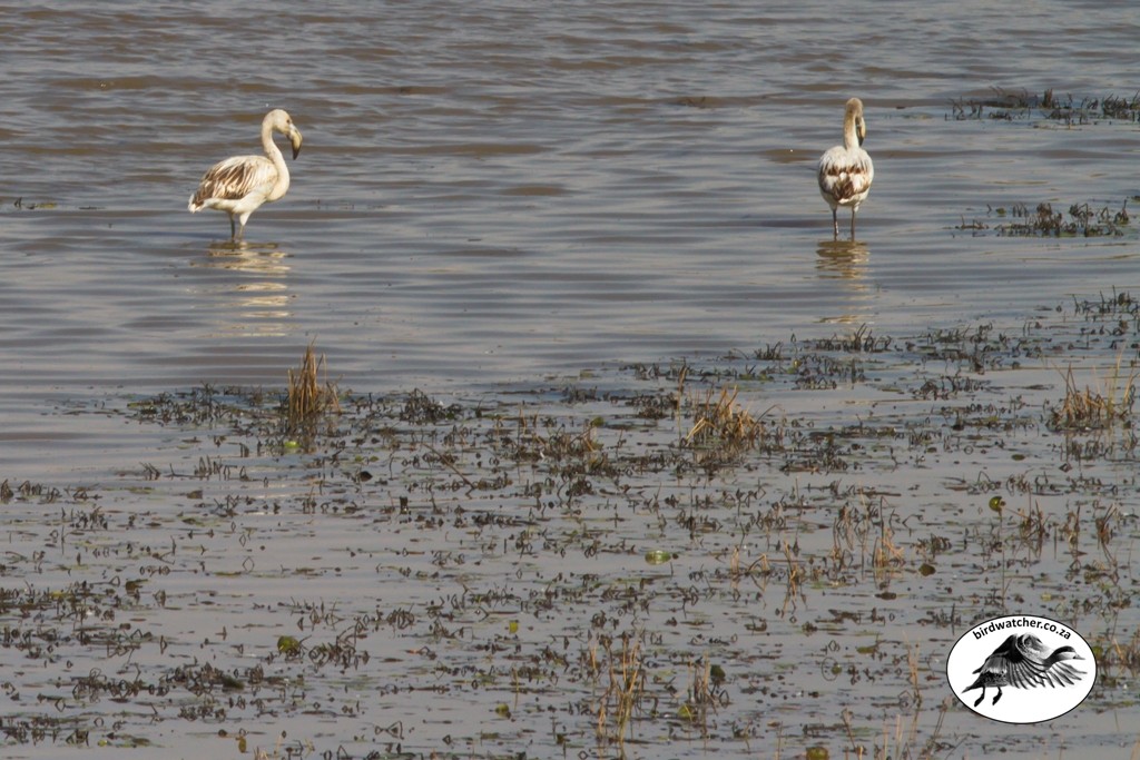 Greater Flamingo, Grootflamink, (Phoenicopterus roseus)