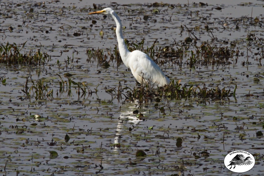 Great Egret, Grootwitreier, (Ardea alba)