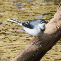 Mountain Wagtail, Bergkwikkie, (Motacilla clara)