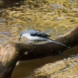 Mountain Wagtail, Bergkwikkie, (Motacilla clara)