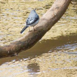Mountain Wagtail, Bergkwikkie, (Motacilla clara)