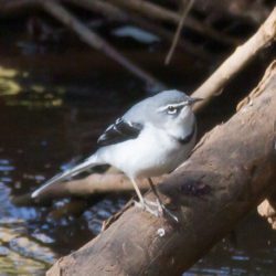 Mountain Wagtail, Bergkwikkie, (Motacilla clara)