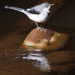 Mountain Wagtail, Bergkwikkie, (Motacilla clara)
