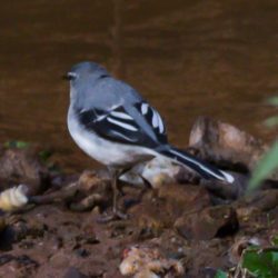 Mountain Wagtail, Bergkwikkie, (Motacilla clara)