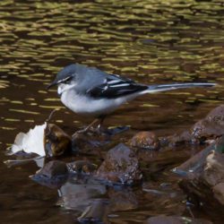Mountain Wagtail, Bergkwikkie, (Motacilla clara)