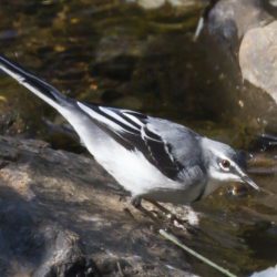 Mountain Wagtail, Bergkwikkie, (Motacilla clara)