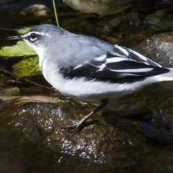 Mountain Wagtail, Bergkwikkie, (Motacilla clara)