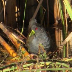 African Crake, Afrikaanse Riethaan, (Crecopsis egregia)
