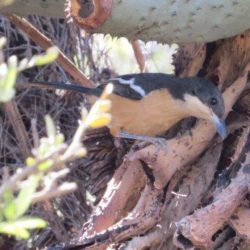 Southern Boubou, Suidelike Waterfiskaal, (Laniarius ferrugineus)