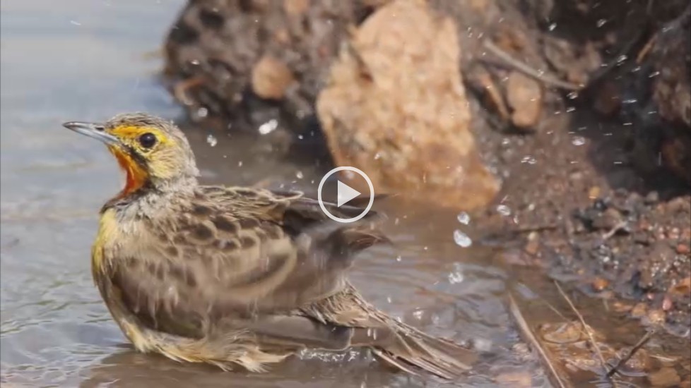 Cape Longclaw after storm