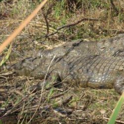 Nile crocodile (Crocodylus niloticus)