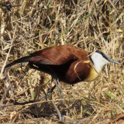 African Jacana, Grootlangtoon, (Actophilornis africanus)