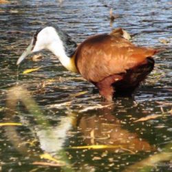 African Jacana, Grootlangtoon, (Actophilornis africanus)