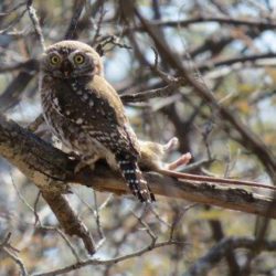 Pearl-spotted Owlet, Witkoluil, (Glaucidium perlatum)