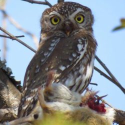 Pearl-spotted Owlet, Witkoluil, (Glaucidium perlatum)
