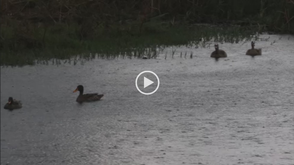 Egyptian Goose & Yellow-billed Duck in rainstorm