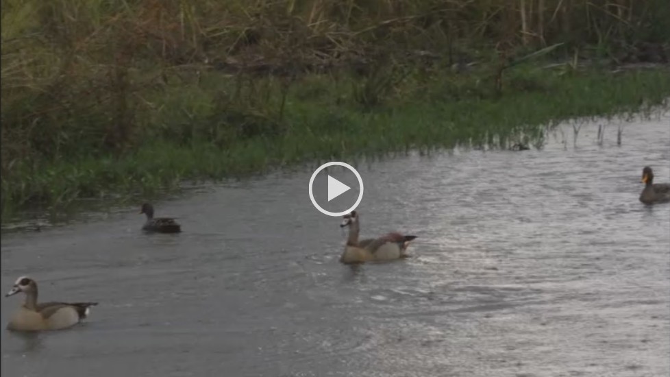 Various ducks in rainstorm