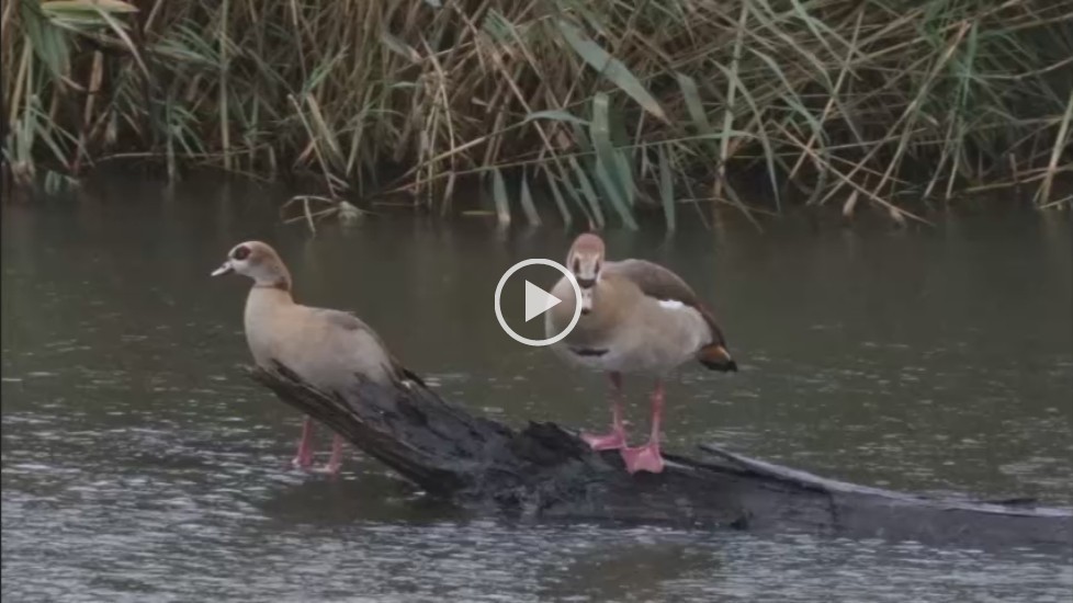 Egyptian Goose in rainstorm