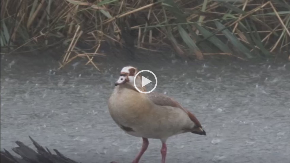 Egyptian Goose in thunderstorm