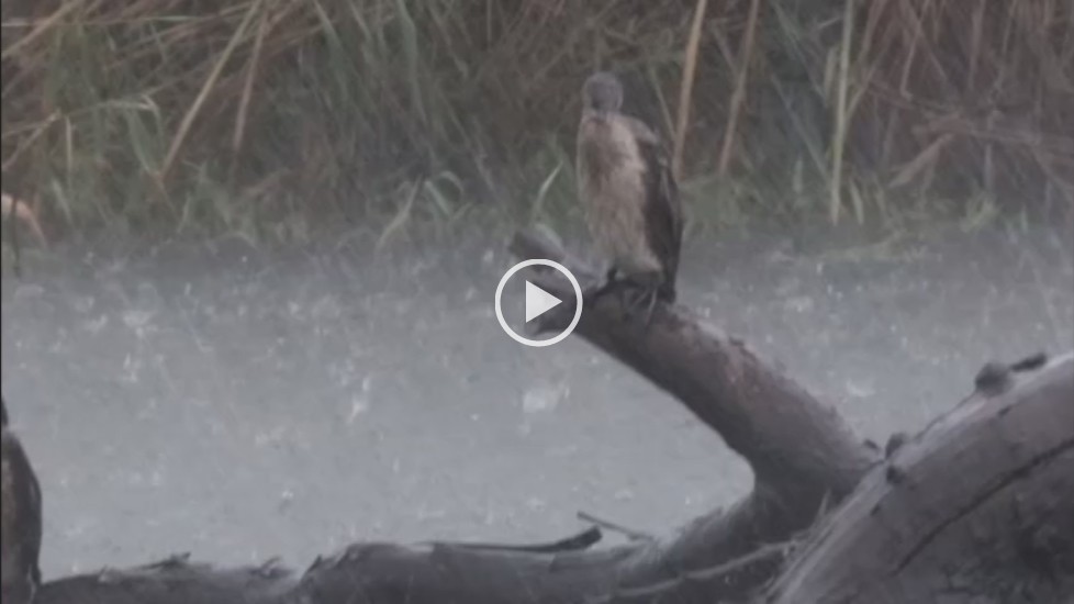 Reed Cormorant in rainstorm