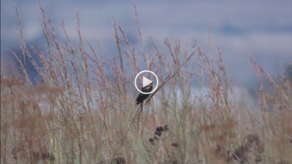 Long-tailed Widowbird