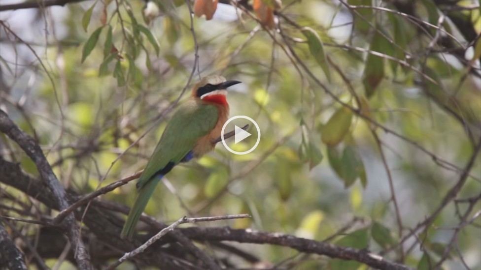 White-fronted Bee-eater