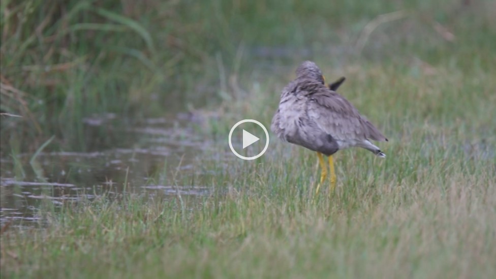 African Wattled Lapwing