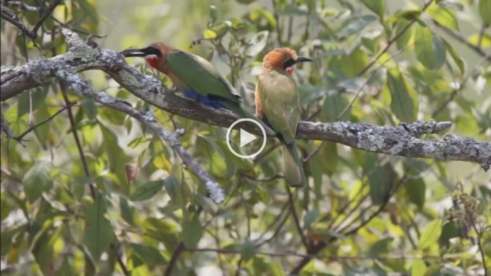 White-fronted Bee-eaters