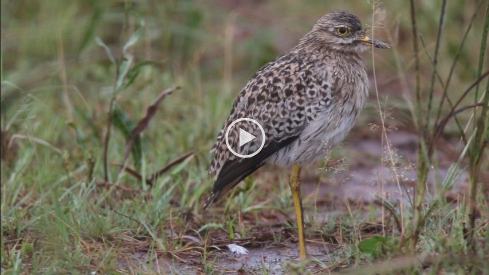 Spotted Thick-knee