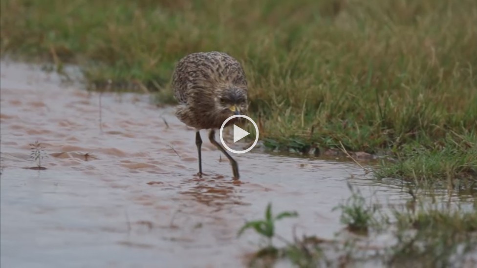 Spotted Thick-knee