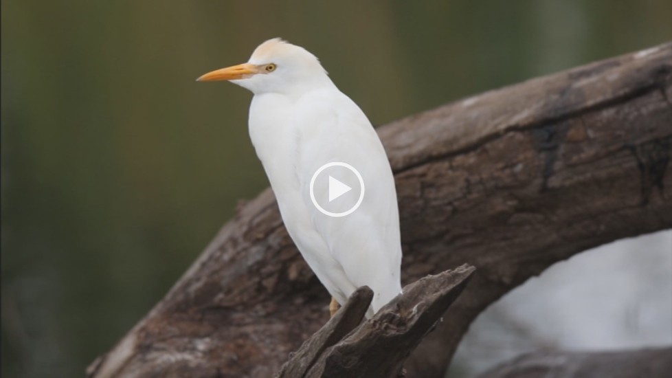 Cattle Egret