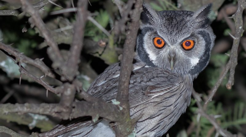 Southern White-faced Owl, Witwanguil, (Ptilopsis granti)