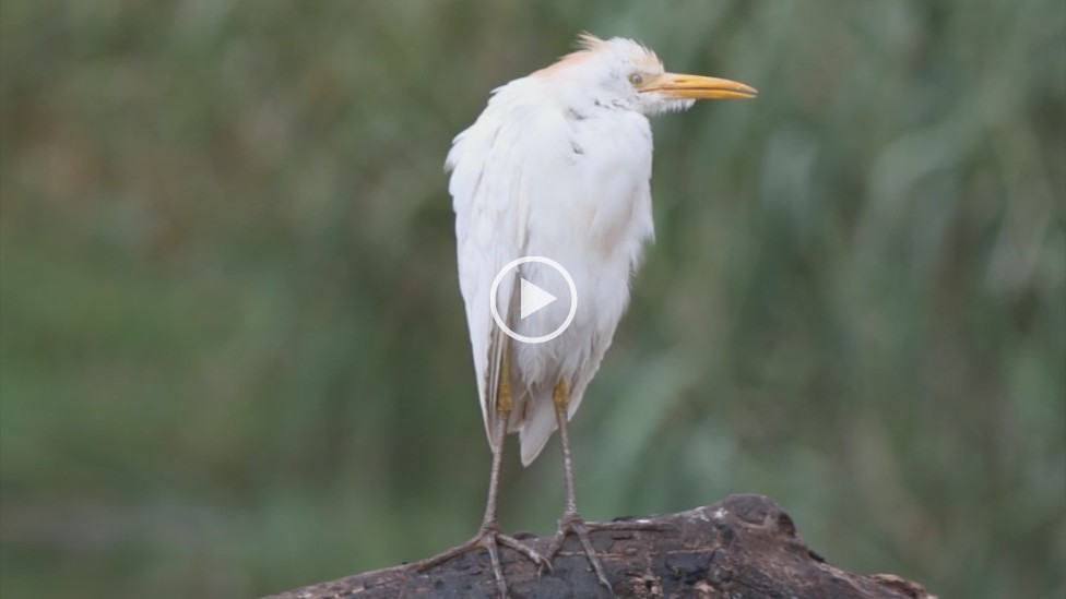 Cattle Egret after thunder storm