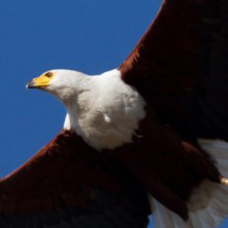 African Fish Eagle, Visarend, (Haliaeetus vocifer)