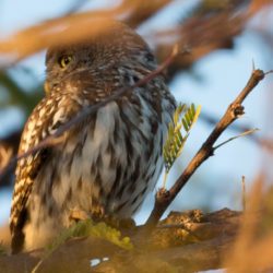 Pearl-spotted Owlet, Witkoluil, (Glaucidium perlatum)