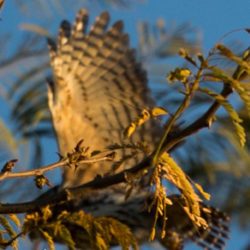 Pearl-spotted Owlet, Witkoluil, (Glaucidium perlatum)