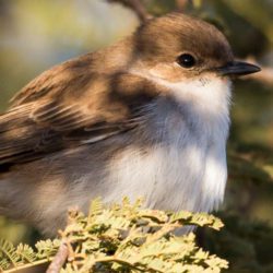 Marico Flycatcher, Maricovlieëvanger, (Bradornis mariquensis)