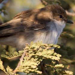 Marico Flycatcher, Maricovlieëvanger, (Bradornis mariquensis)
