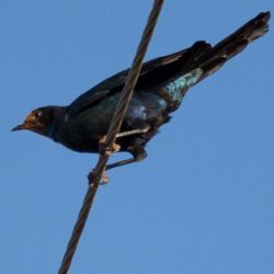 Burchell's Starling, Grootglansspreeu, (Lamprotornis australis)