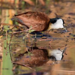 African Jacana, Grootlangtoon, (Actophilornis africanus)