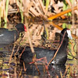 Common Moorhen, Grootwaterhoender, (Gallinula chloropus) & Red-knobbed Coot, Bleshoender, (Fulica cristata)