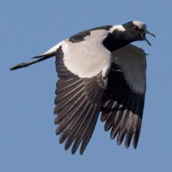 Blacksmith Lapwing, Bontkiewiet, (Vanellus armatus)
