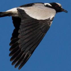 Blacksmith Lapwing, Bontkiewiet, (Vanellus armatus)