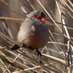 Common Waxbill, Rooibeksysie, (Estrilda astrild)